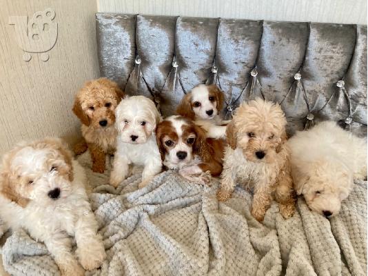 PoulaTo: Αξιολάτρευτο μέγεθος παιχνιδιού Cavapoos